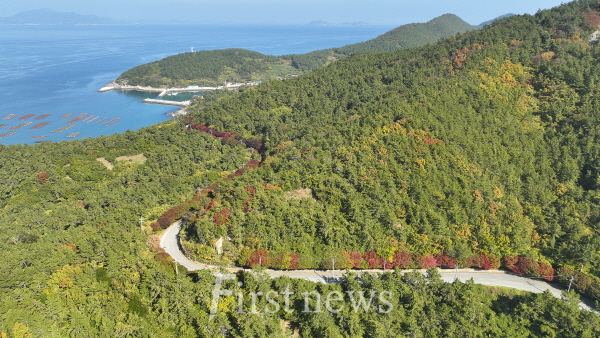 청산도 단풍길