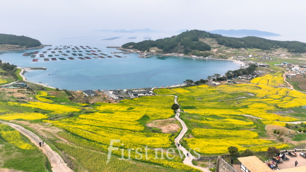 유채꽃이 활짝 핀 청산도